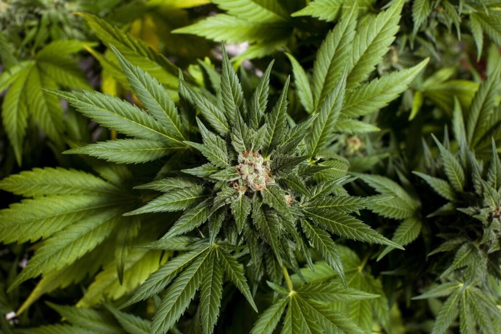 Marijuana to be Legal in New York in 2021