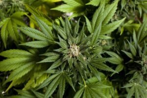Read more about the article Marijuana to be Legal in New York in 2021