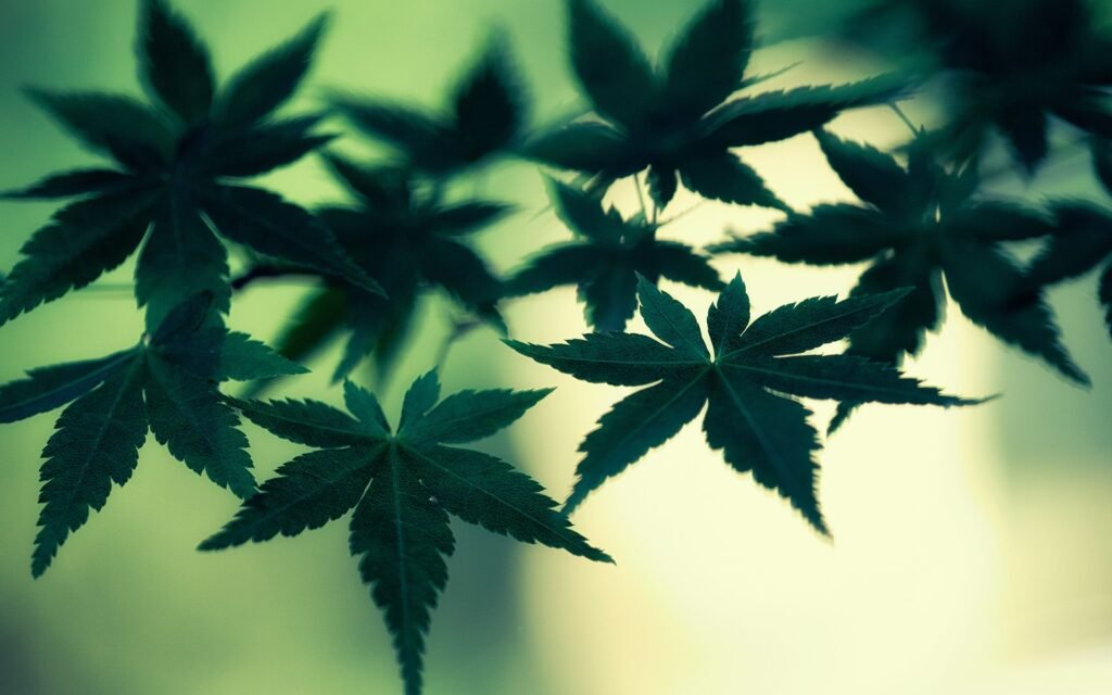 Benefits of Medical Marijuana