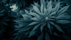 Read more about the article Best Weed Strains