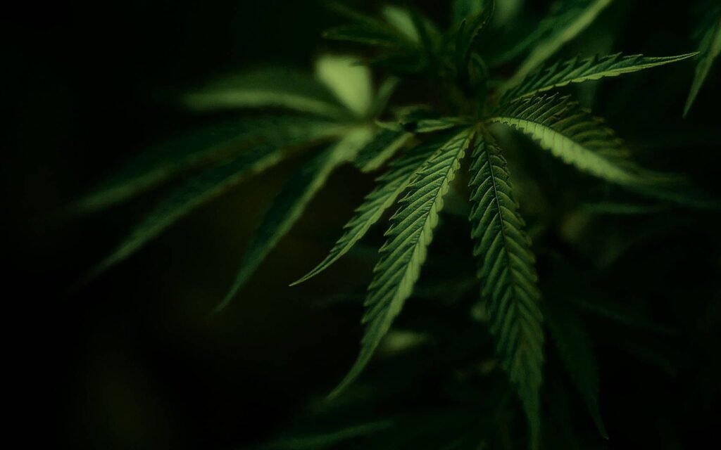 CBD Gummies