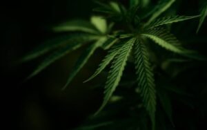 Read more about the article CBD Gummies