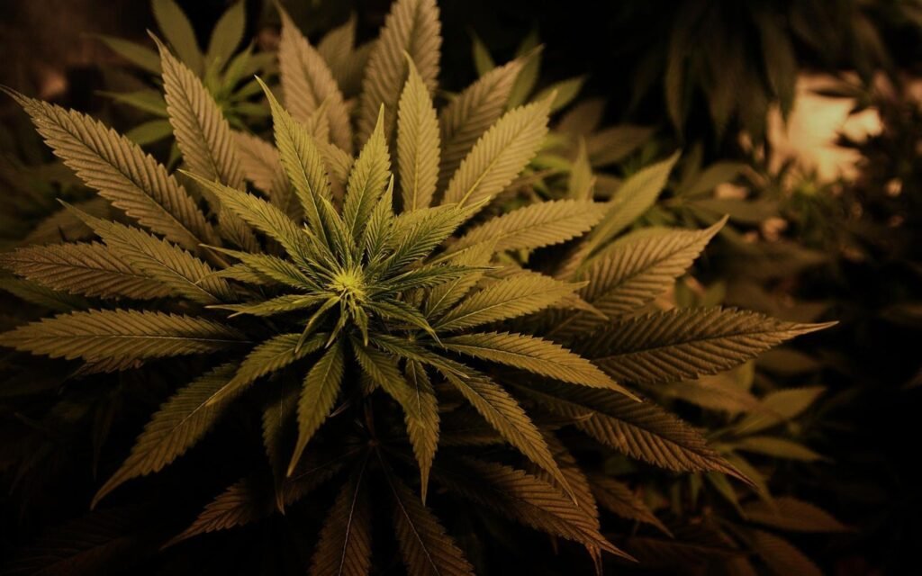 Sativa vs Indica