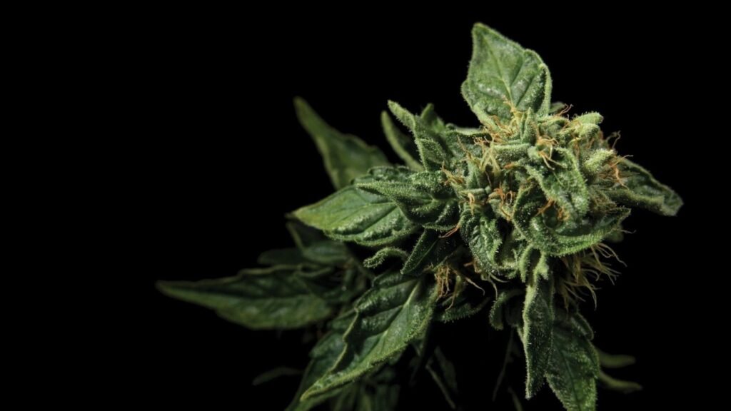 Recreational dispensary and products