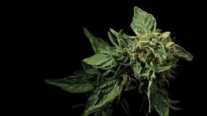 Read more about the article Recreational dispensary and products