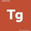 Tangie Strain